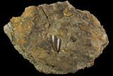 Partial Tyrannosaur (Undescribed) Tooth In Situ - Texas #97799-1